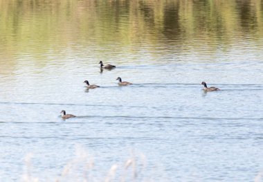 Göldeki vahşi ördek