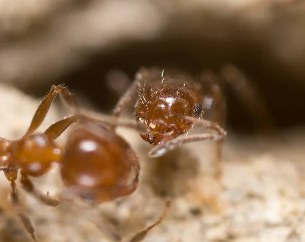 Ant on the ground. Super Macro — Stock Photo, Image