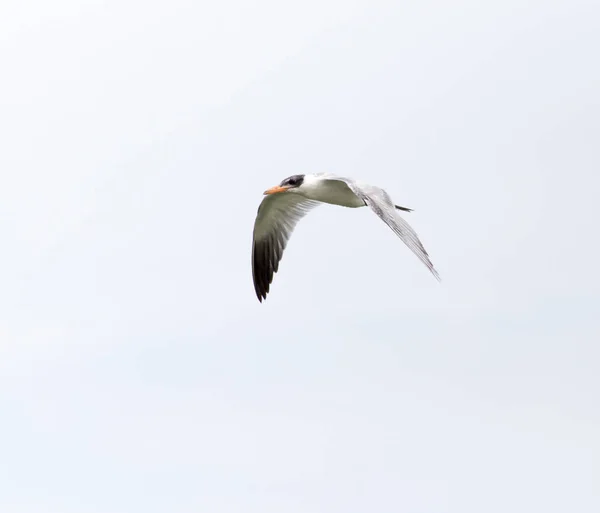 Måsen i flygning i himlen — Stockfoto