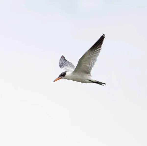 Måsen i flygning i himlen — Stockfoto