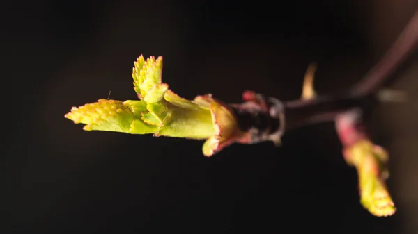 Brote joven en el árbol — Foto de Stock