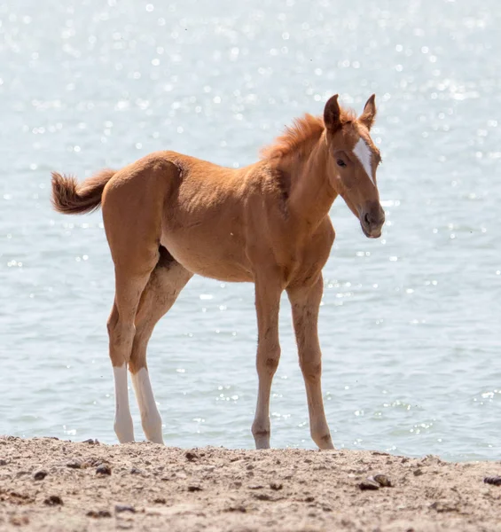 Horse on nature — Stock Photo, Image