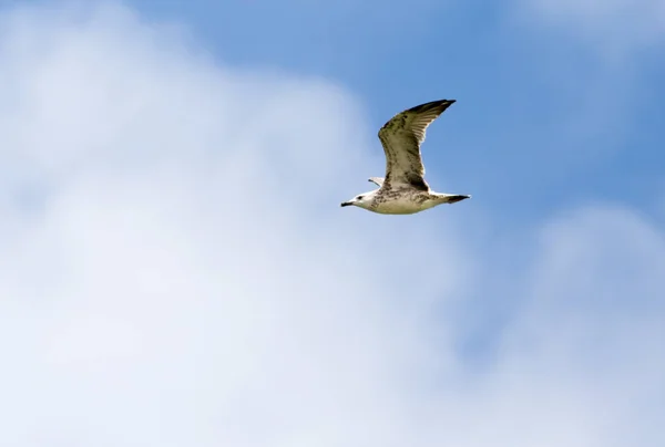 Måsen i flygning i himlen — Stockfoto