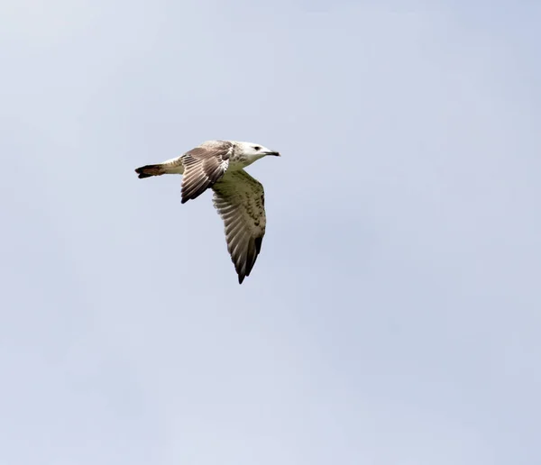 Seagull in flight in the sky — Stock Photo, Image