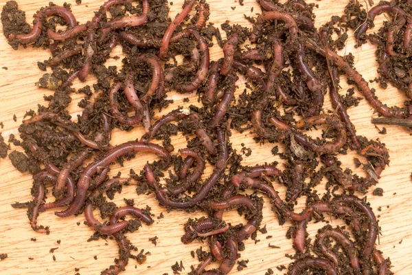 Worm on wooden board — Stock Photo, Image