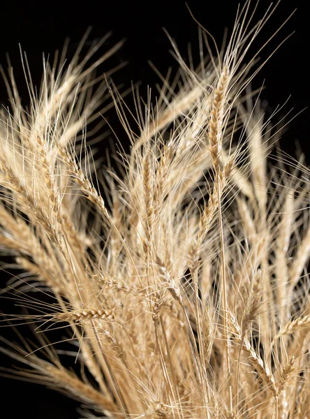 Espigas de trigo sobre un fondo negro —  Fotos de Stock