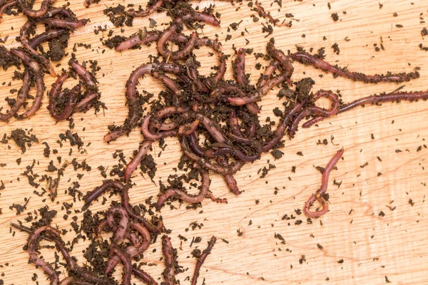 木板上的蠕虫 — 图库照片