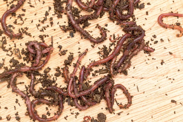 Worm on wooden board — Stock Photo, Image