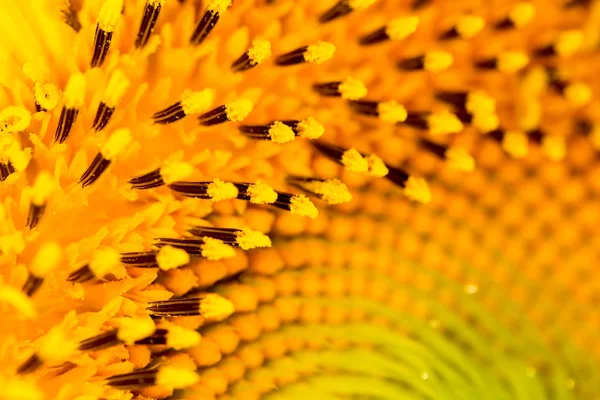 Achtergrond van zonnebloemen. sluiten — Stockfoto