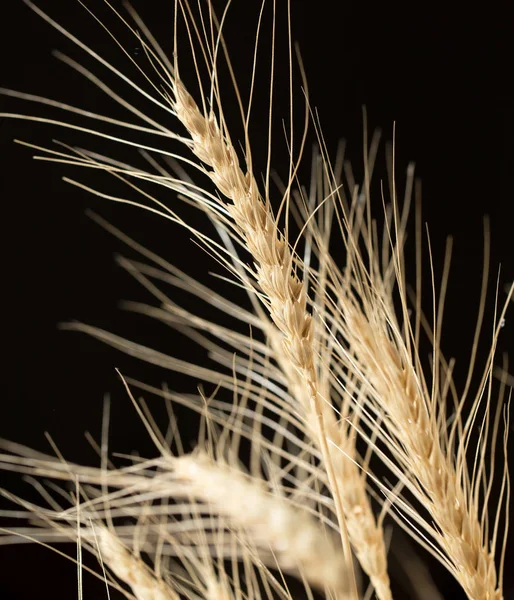 Espigas de trigo sobre un fondo negro —  Fotos de Stock