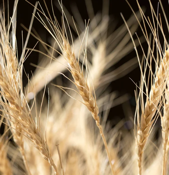 Siyah arka planda buğday kulakları — Stok fotoğraf