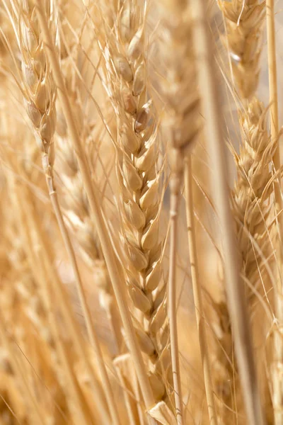 Espigas de trigo como fundo — Fotografia de Stock