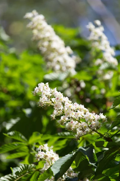 Bloemen van kastanjeboom — Stockfoto