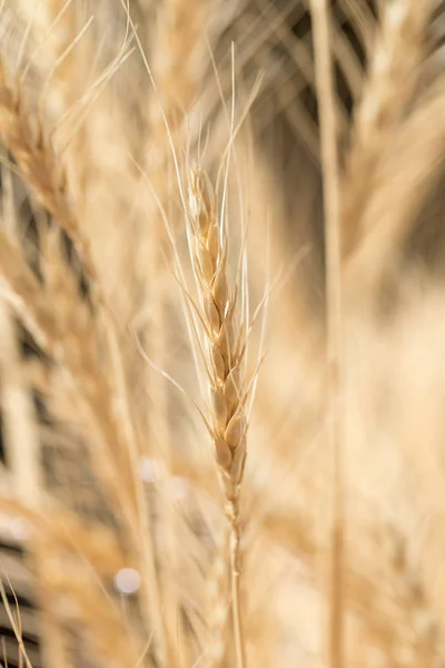 Weizenähren als Hintergrund — Stockfoto