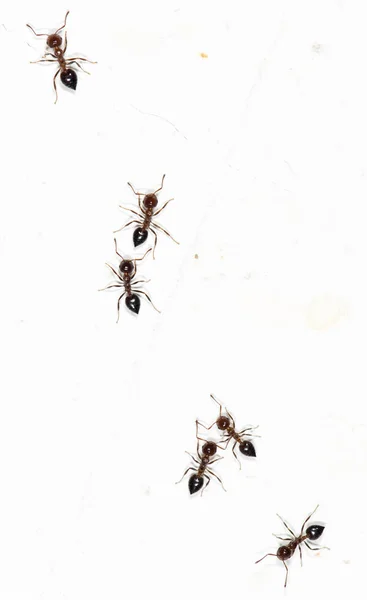 Ants on a white wall — Stock Photo, Image