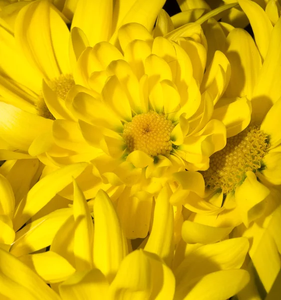 Gyönyörű háttér sárga virág — Stock Fotó