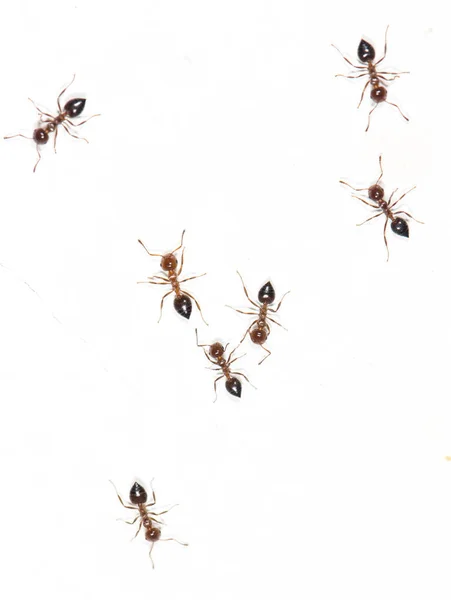 Hormigas en una pared blanca — Foto de Stock