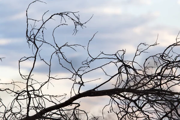 Lövlösa träd grenar mot den blå himlen — Stockfoto