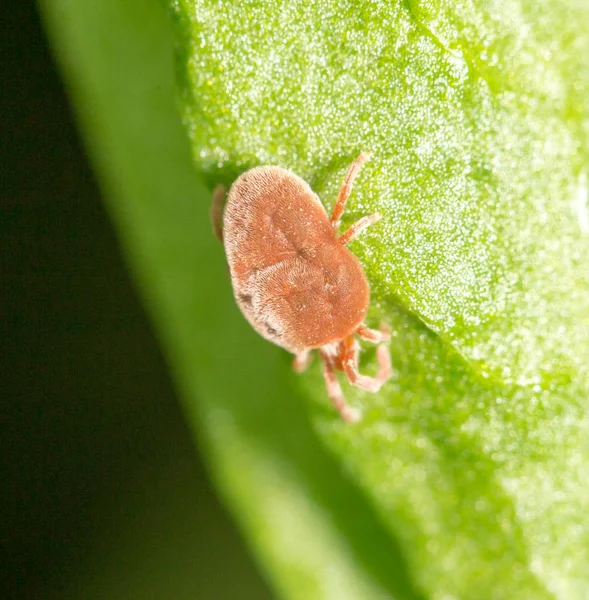 Κόκκινο bug σε ένα πράσινο φύλλο. γκρο πλαν — Φωτογραφία Αρχείου