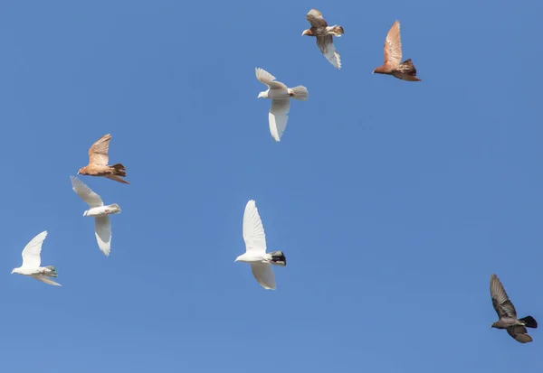 Um bando de pombos no céu azul — Fotografia de Stock