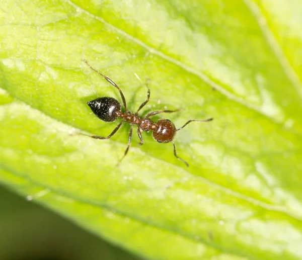 Ameise auf einem grünen Blatt. Nahaufnahme — Stockfoto