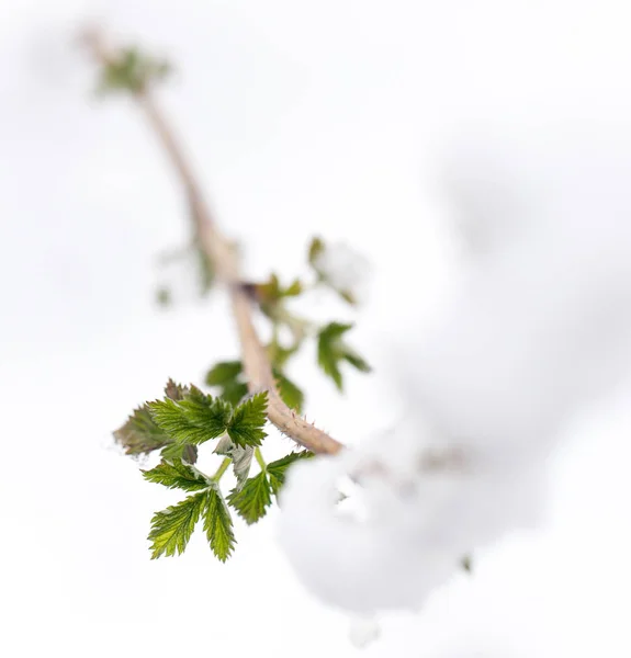 Снег на маленьких зеленых листьях весной. макро — стоковое фото