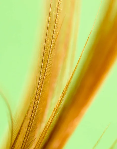 Pena em um fundo verde. fechar — Fotografia de Stock