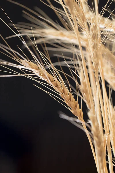 Espigas de trigo sobre un fondo negro —  Fotos de Stock