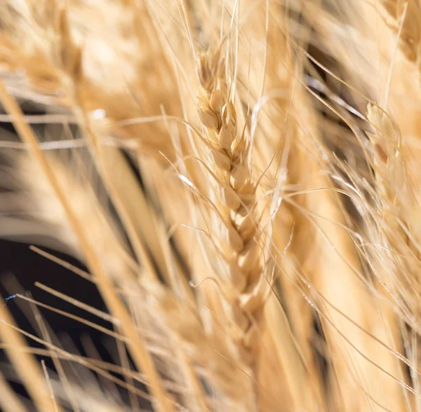 Oren van tarwe op een zwarte achtergrond — Stockfoto