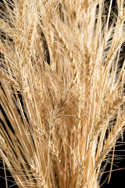 Orelhas de trigo em um fundo preto — Fotografia de Stock