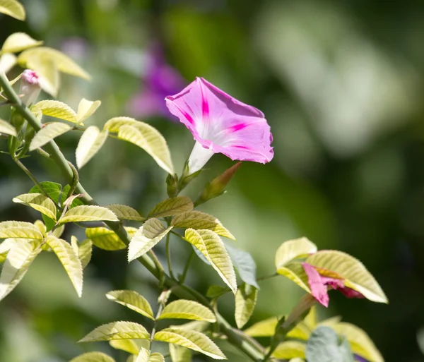 Flor roxa na natureza — Fotografia de Stock