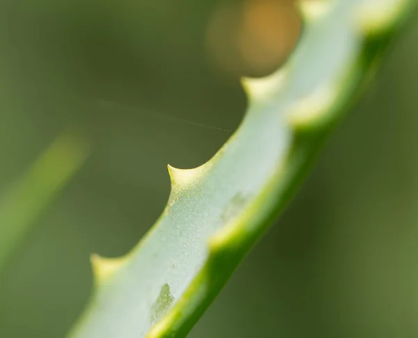 Aloe na natureza. fechar — Fotografia de Stock