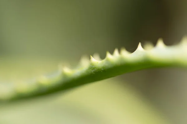 Aloe en la naturaleza. cerrar — Foto de Stock