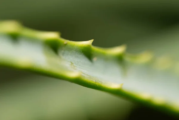 Aloe i naturen. lukke – stockfoto