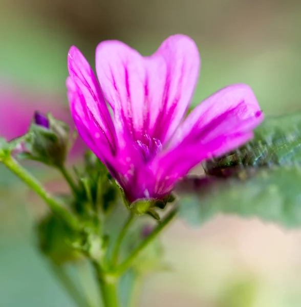 Fleur rose dans la nature — Photo