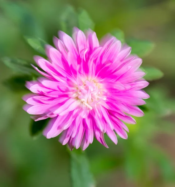 Doğada Pembe çiçek — Stok fotoğraf