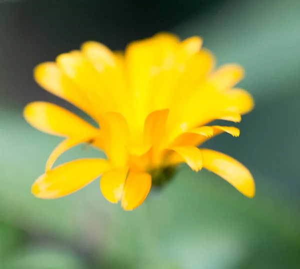 Gelbe Blume in der Natur — Stockfoto