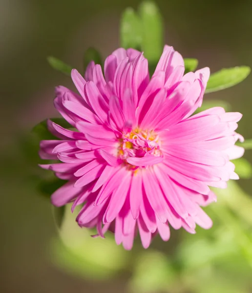 Roze bloem in de natuur — Stockfoto