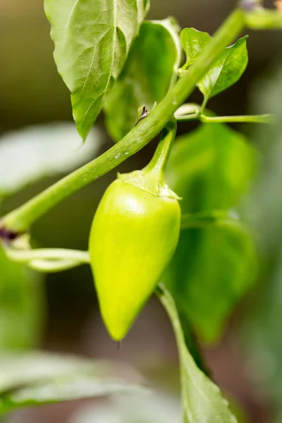 Grön paprika i trädgården — Stockfoto