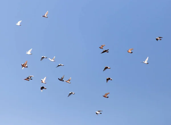 Colombe en vol contre le ciel bleu — Photo