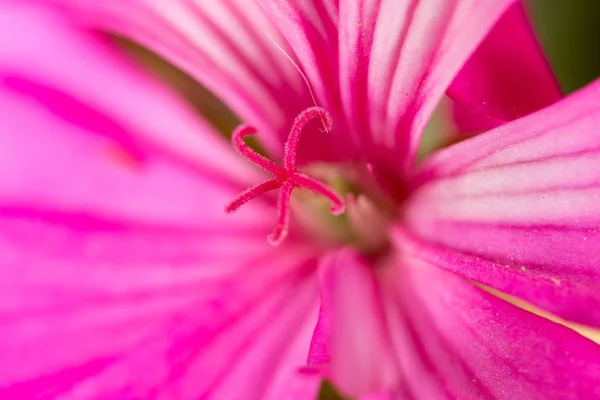 Red flower. close — Stock Photo, Image