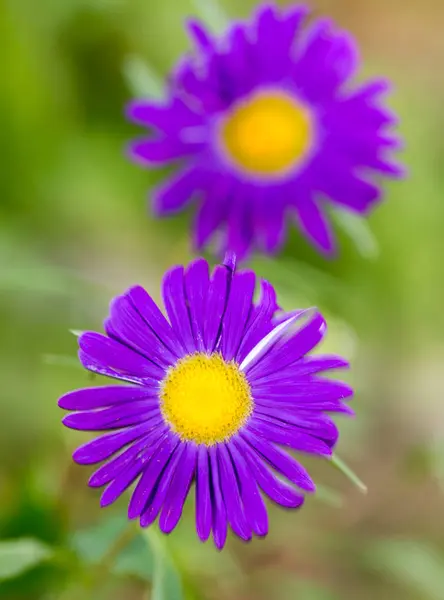 Purple flower in nature — Stock Photo, Image