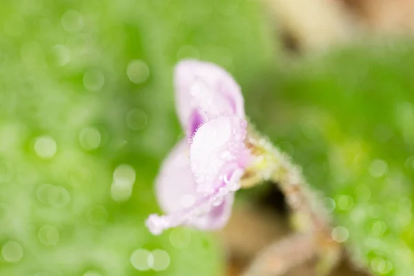Beautiful violet flower. macro — Stock Photo, Image