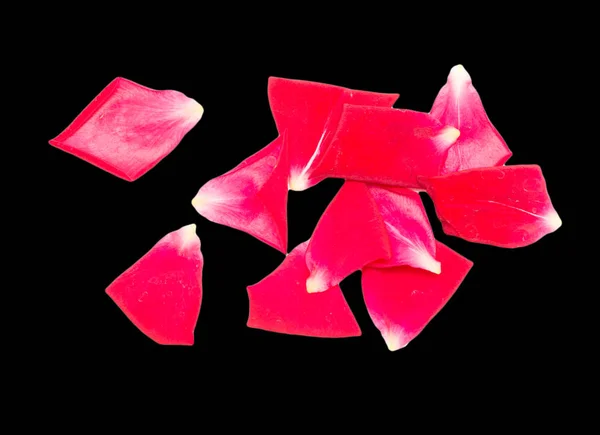 Pétalas de rosa em um fundo preto — Fotografia de Stock