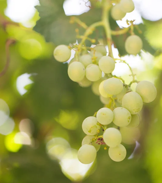 Uvas sobre la naturaleza — Foto de Stock