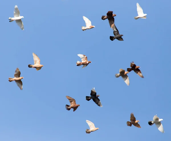 Stado gołębi na błękitne niebo — Zdjęcie stockowe