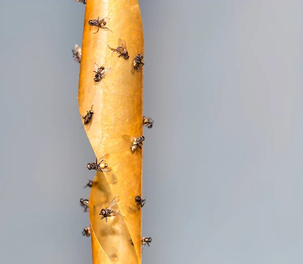 Flies on the sticky tape — Stock Photo, Image