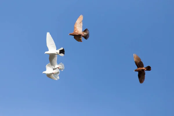 Flock duvor på blå himmel — Stockfoto