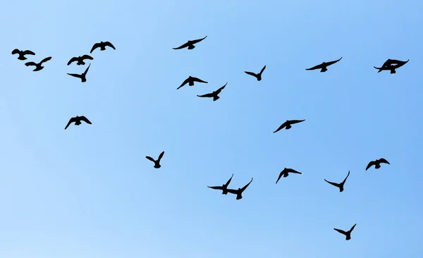 Silhouette of a flock of pigeons on blue sky — Stock Photo, Image