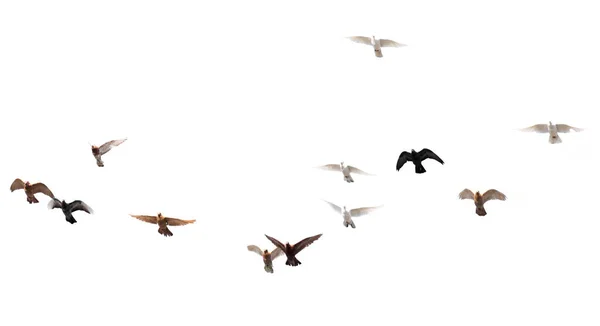 Bandada de palomas sobre un fondo blanco — Foto de Stock